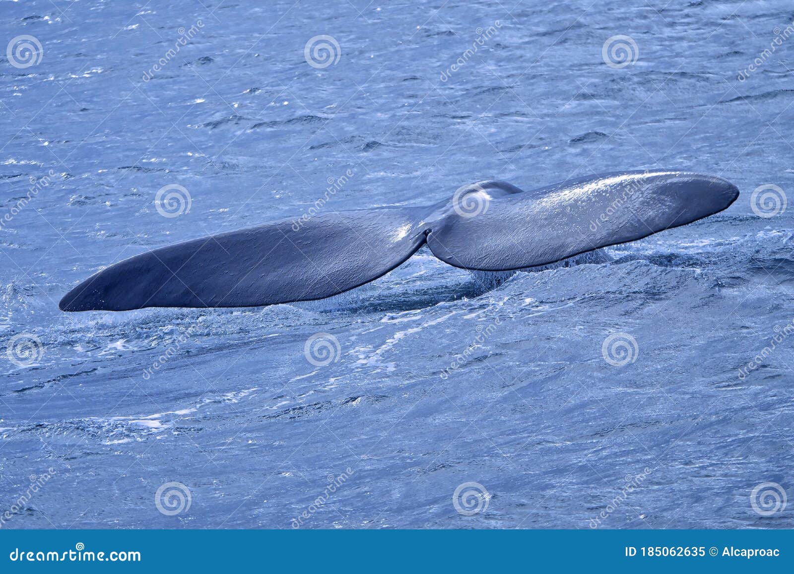 southern right whale, eubalaena australis, gansbaai