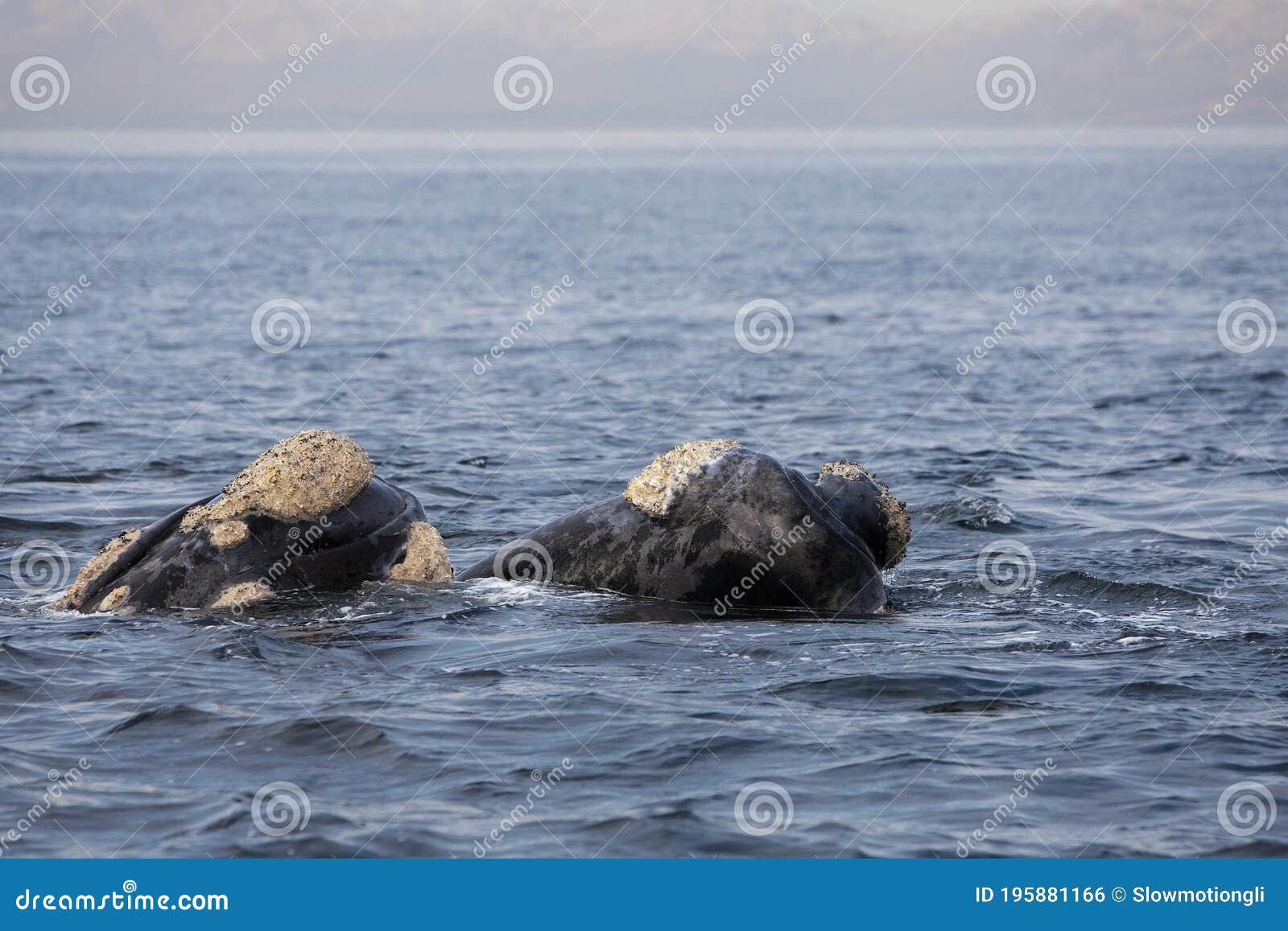 southern right whale, eubalaena australis, pair with head emerging from sea, hermanus in south africa