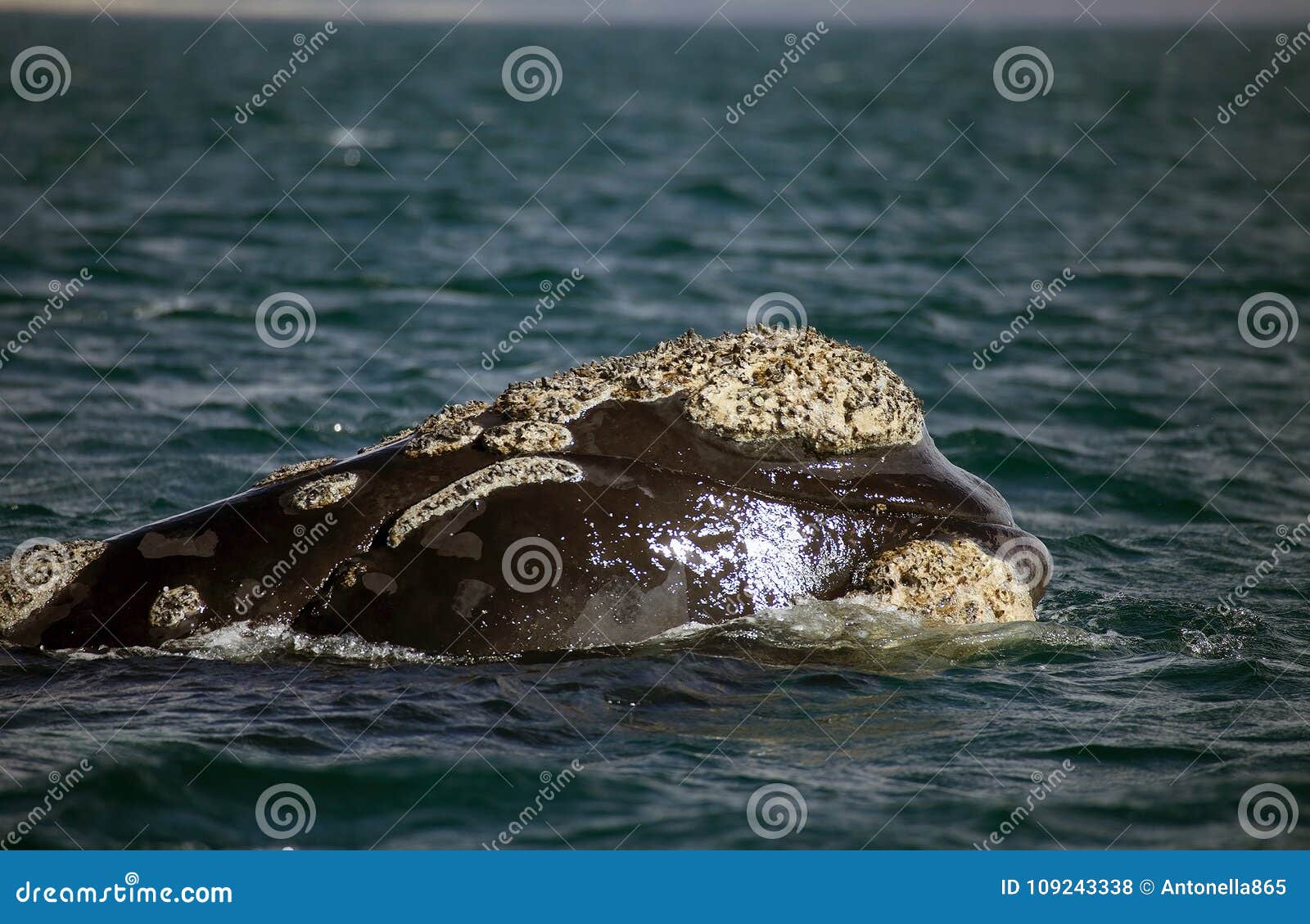 southern right whale at puerto piramides in valdes peninsula, atlantic ocean, argentina