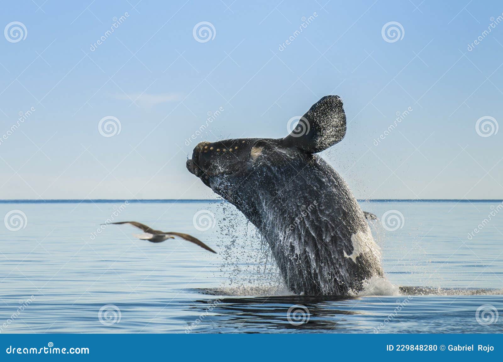 southern right whale,jumping behavior,