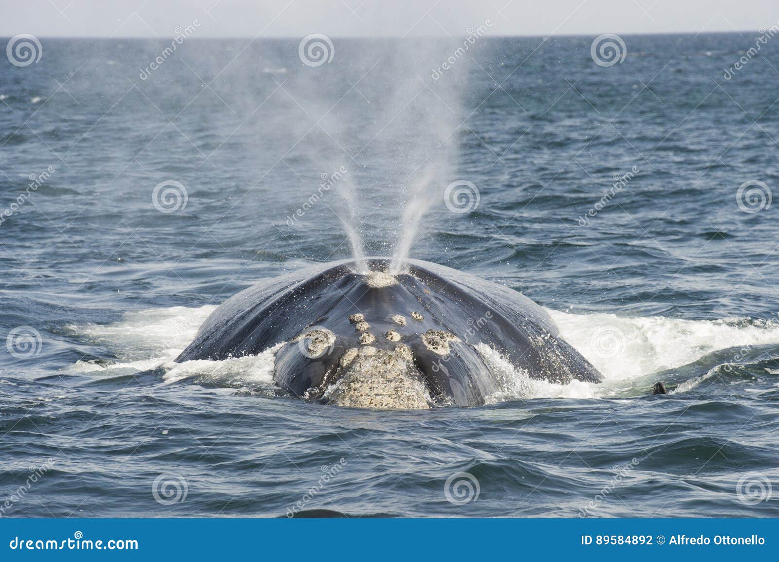 southern right whale