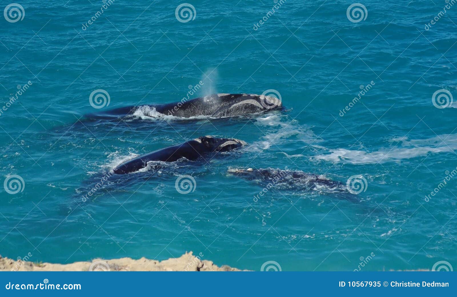 southern right whales
