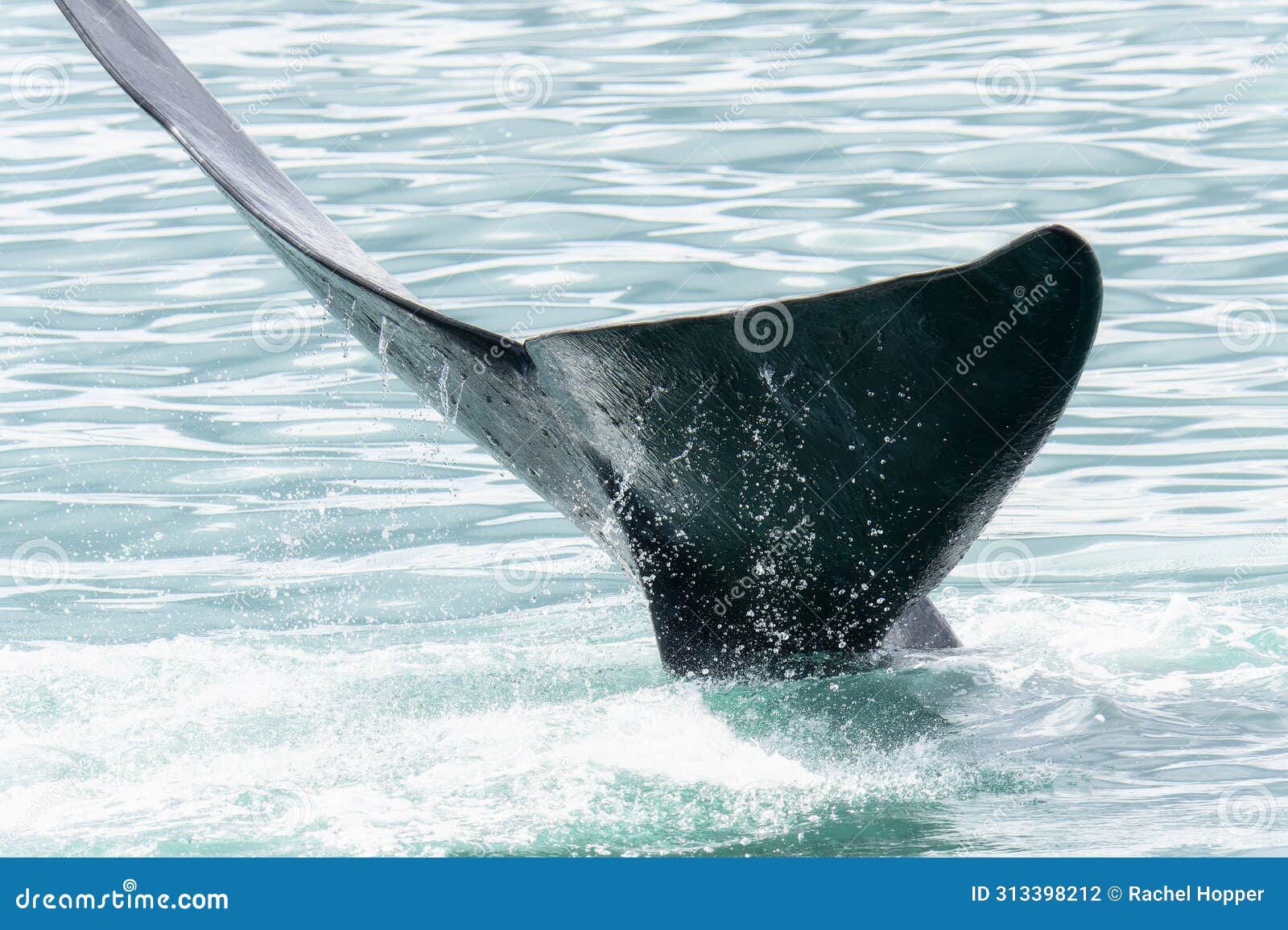 a southern right whales, eubalaena australis, tail is visible as it breaks the water surface in south africa