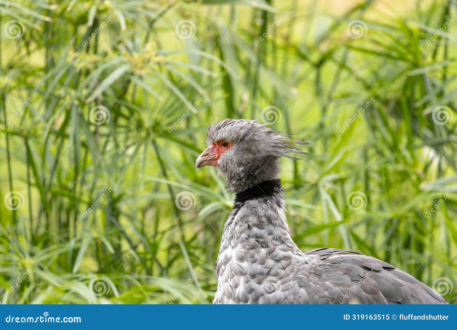 southern screamer (chauna torquata) - commonly found in south america