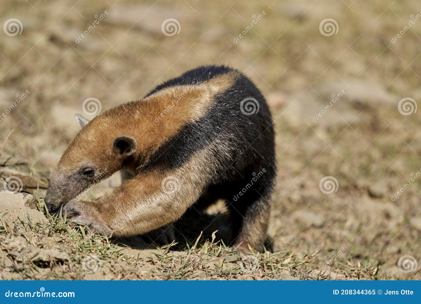 Southern Anteater (Tamandua tetradactyla) in defensive position