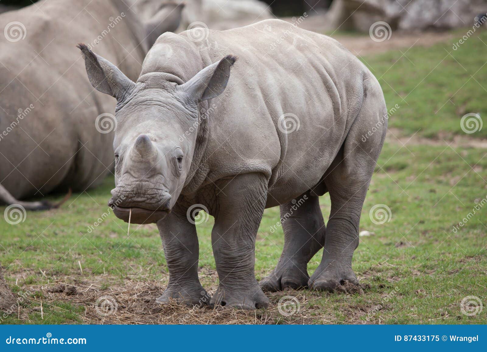 southern white rhinoceros ceratotherium simum.