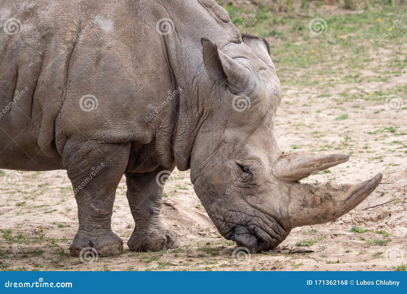 southern white rhinoceros ceratotherium simum simum. critically endangered animal species