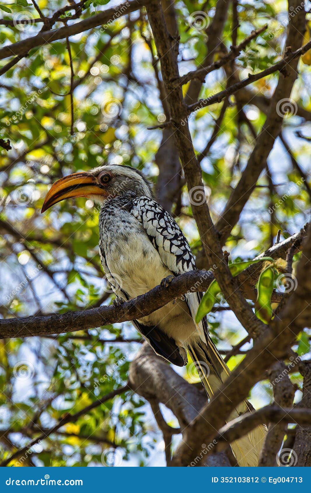 southern yellow billed hornbill