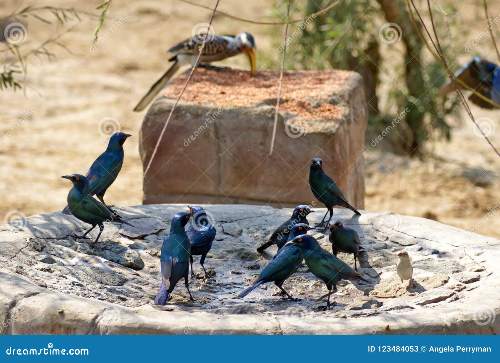 southern yellow-billed hornbill and meves`s glossy-starlings