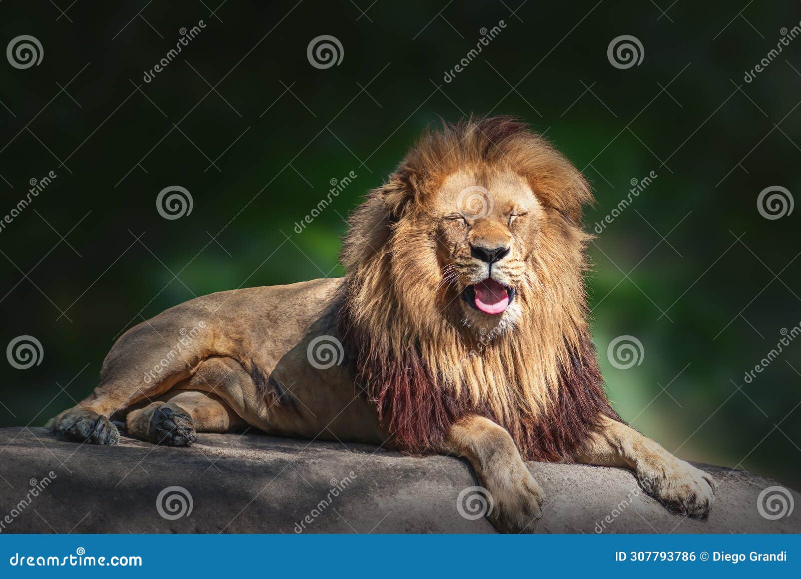 southwest african lion - angola lion