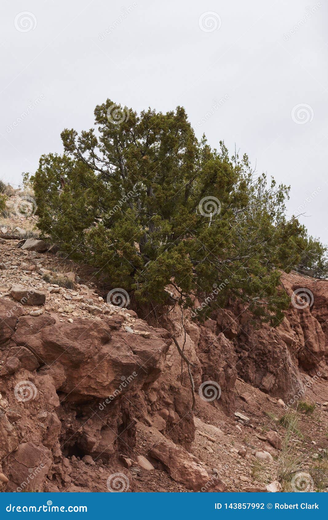 southwest desert landscape