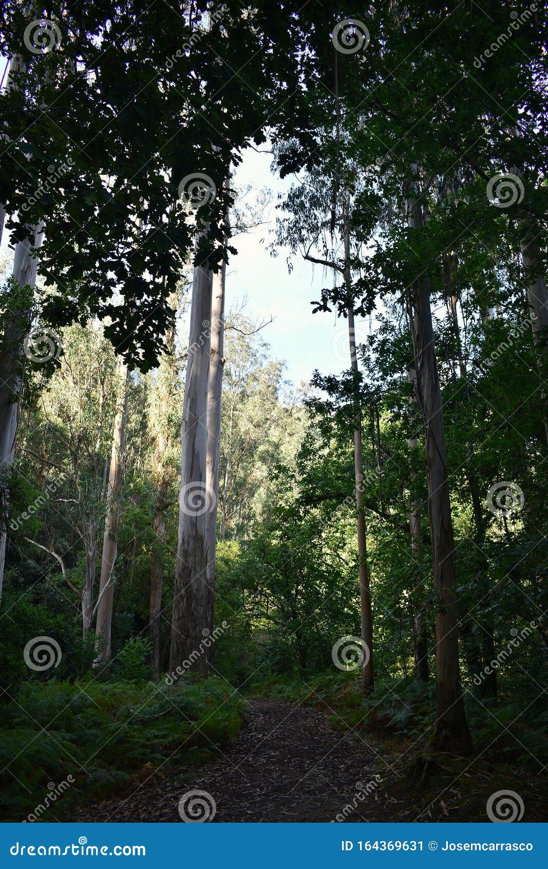 souto da retorta, also known as the chavin eucalyptus, in vivero, galicia. spain.