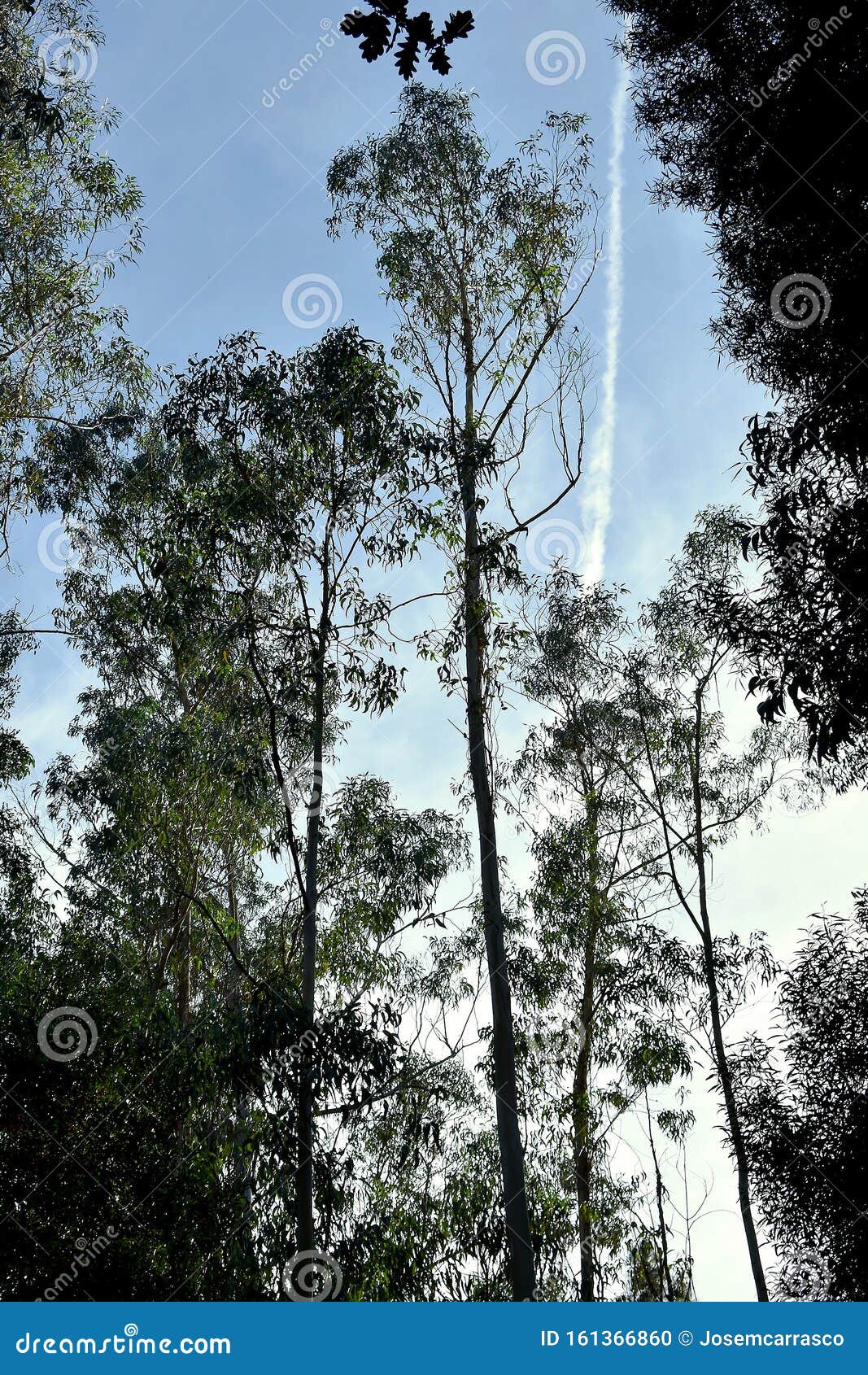 the souto da retorta, also known as the chavin eucalyptus, in vivero, galicia. spain.