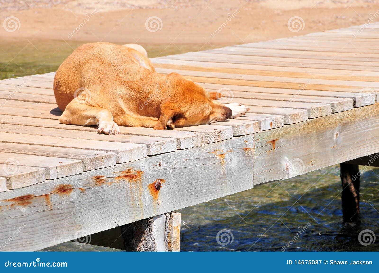 Sova för hundpir. Gullig hund för bakgrundsstrand över träsova vatten för pir