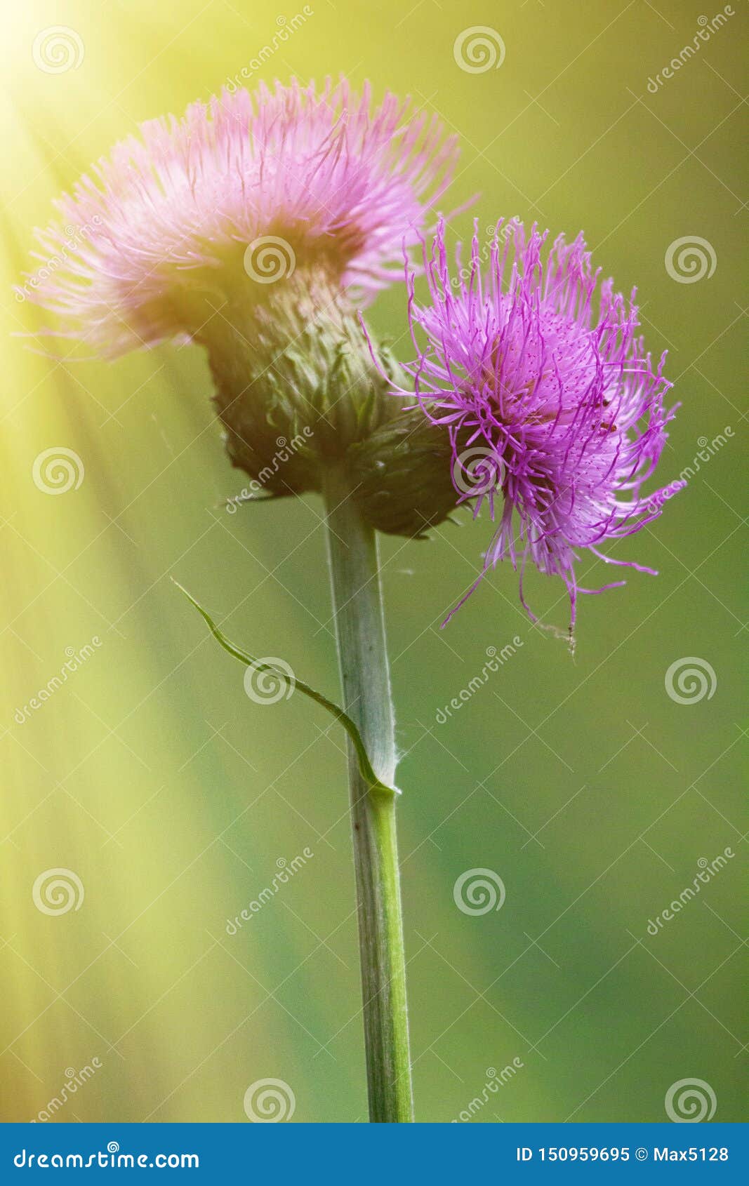 SowThistle Pink Flower in the Sun Stock Image Image of cirsium