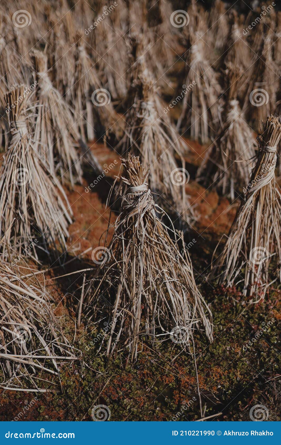 sowed and reaped.