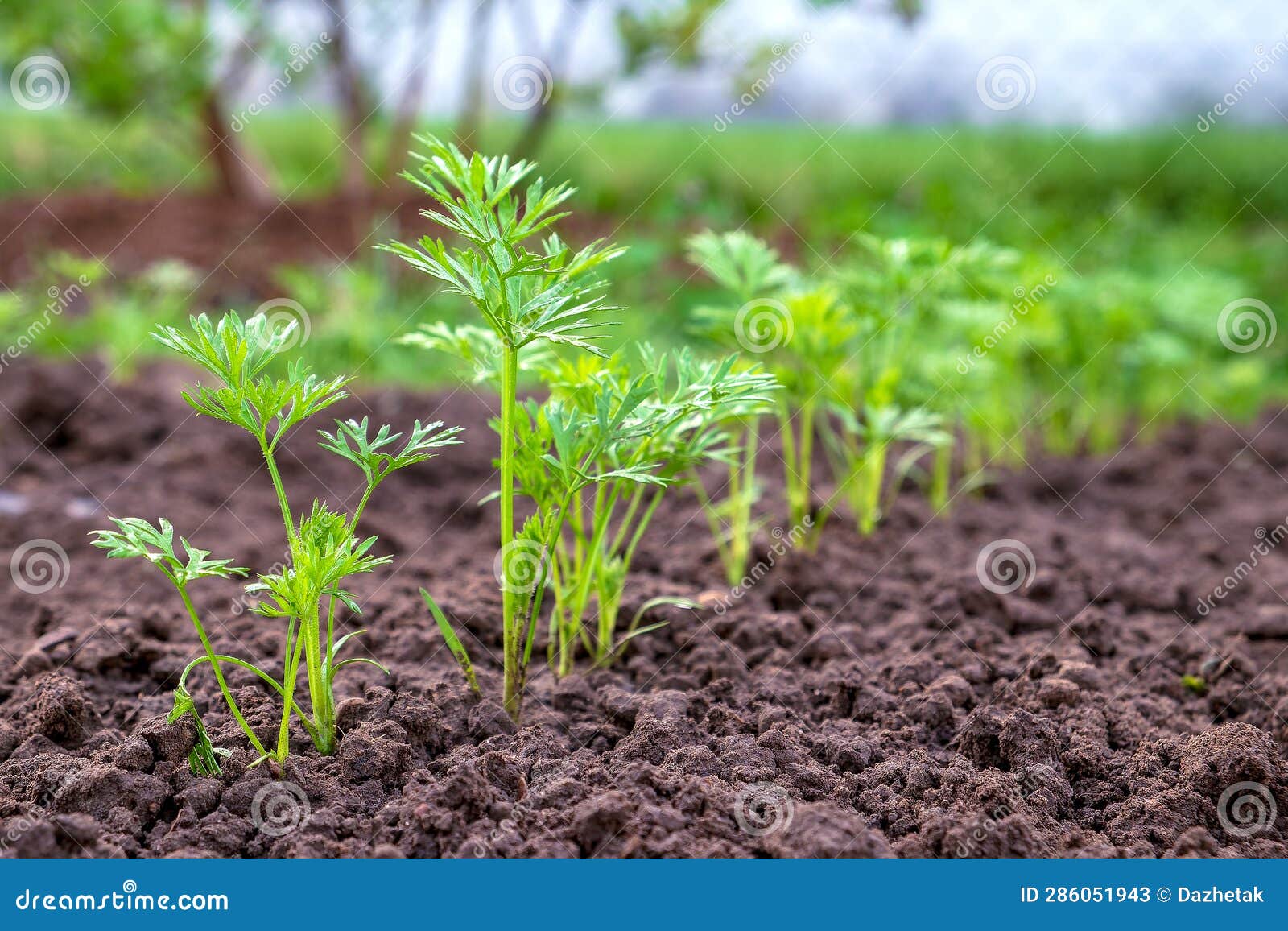 Sowing Carrots in the Bed. Sprouting of Young Carrot Plants in a Row