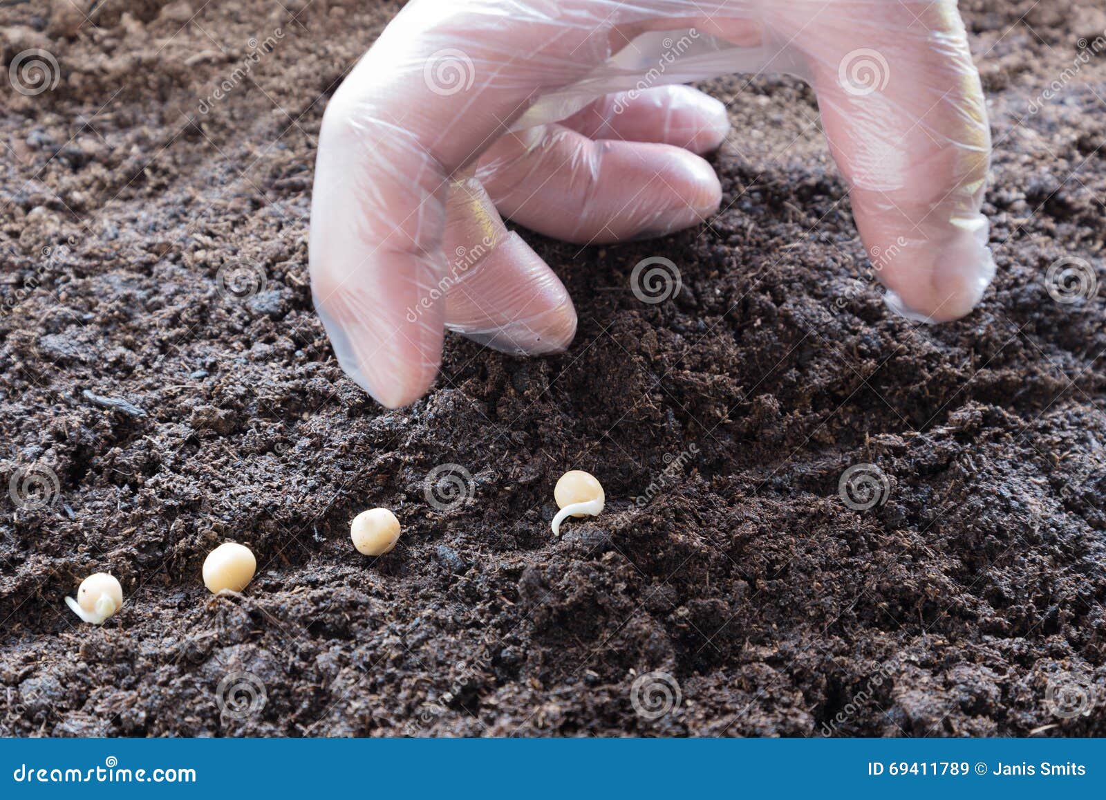 Sowing of peas. stock image. Image of life, germinating 69411789