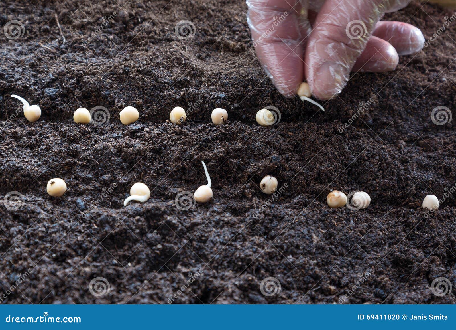 Sowing of peas. stock photo. Image of concept, germination 69411820