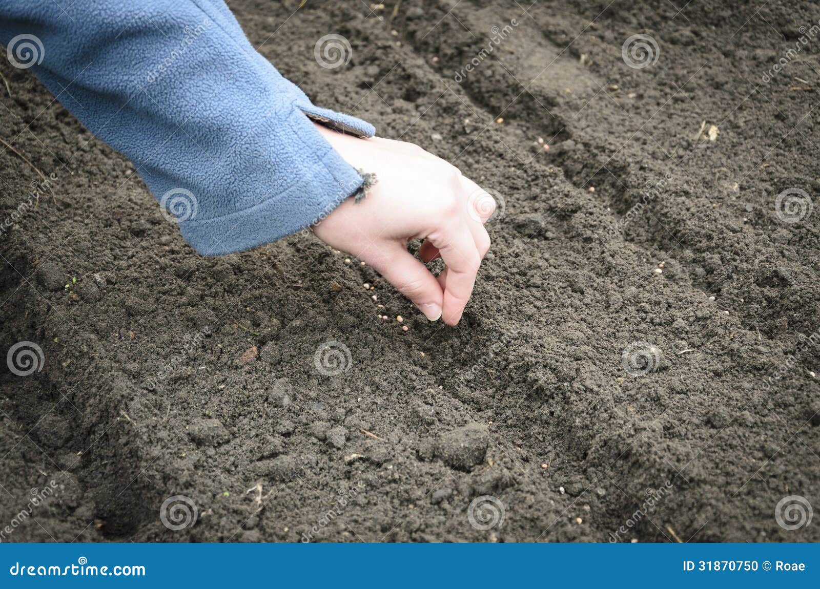Sowing the Seeds of the Onion Stock Photo Image of grass, growth