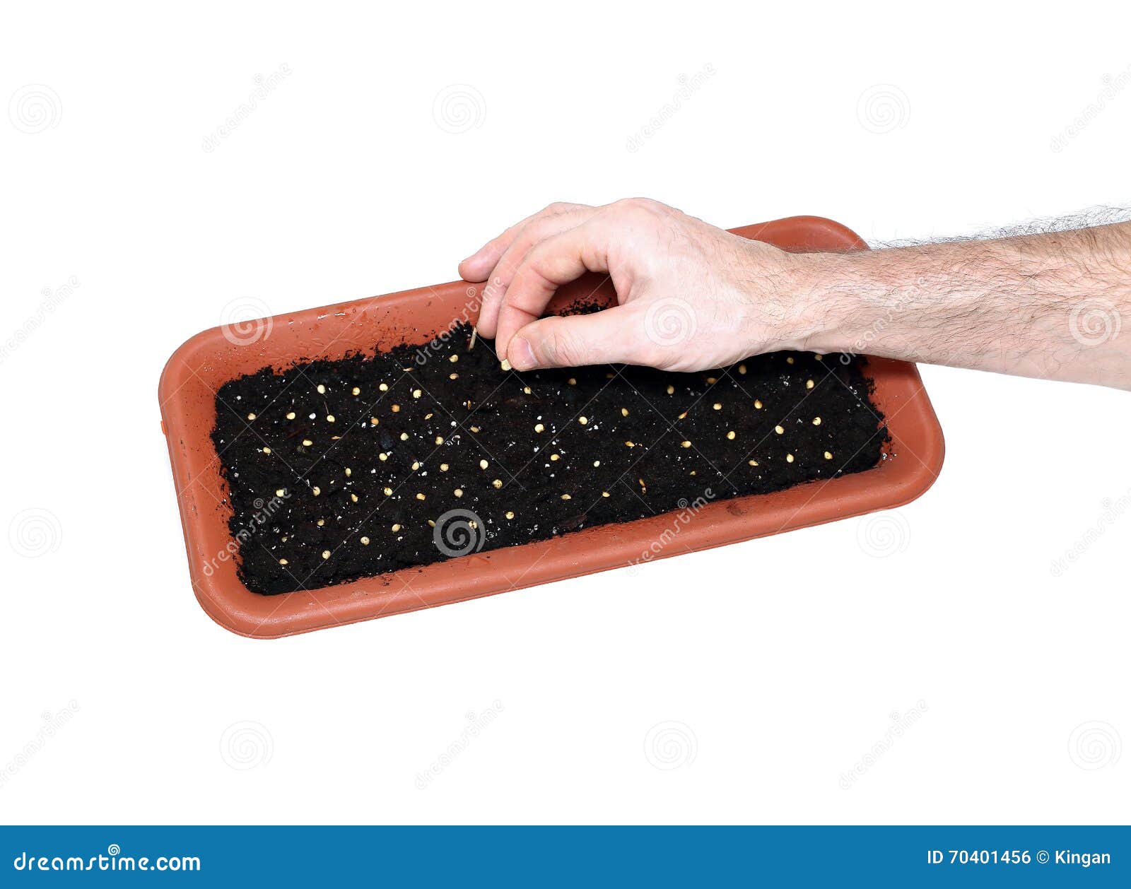 Sowing Seeds in the Soil in the Flower Box at Early Spring Stock Photo