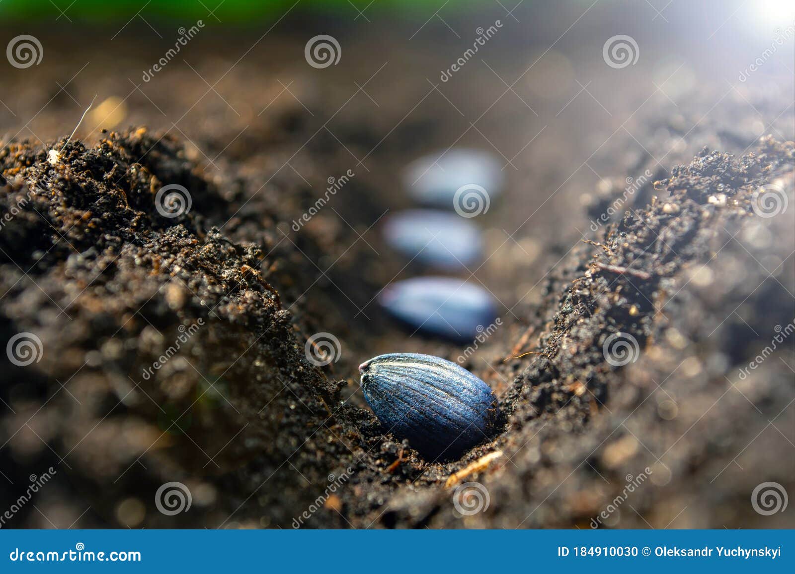 Sowing Sunflower Seeds in the Ground in Early Spring Stock Photo Image of farm, seed 184910030