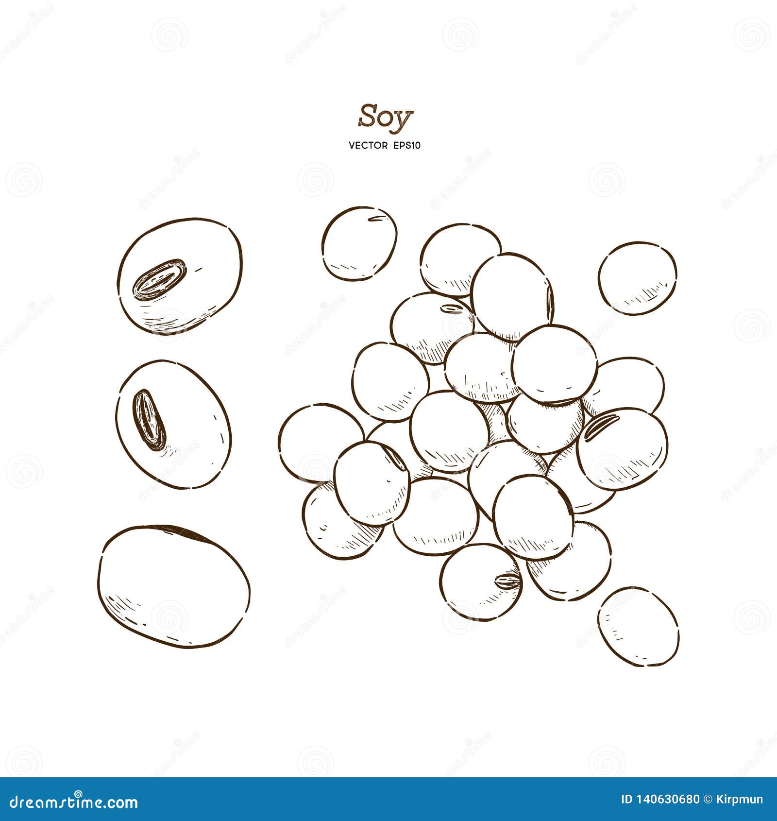 Soy bean, hand draw vector stock vector. Illustration of seed 140630680