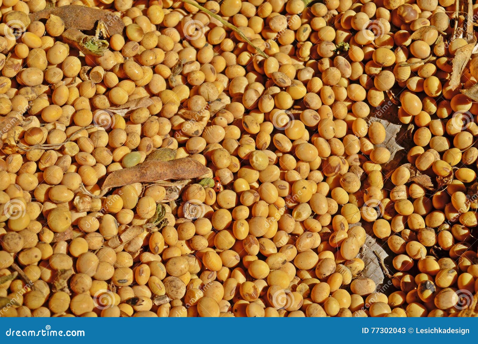 Soy bean after harvest stock image. Image of dietary 77302043