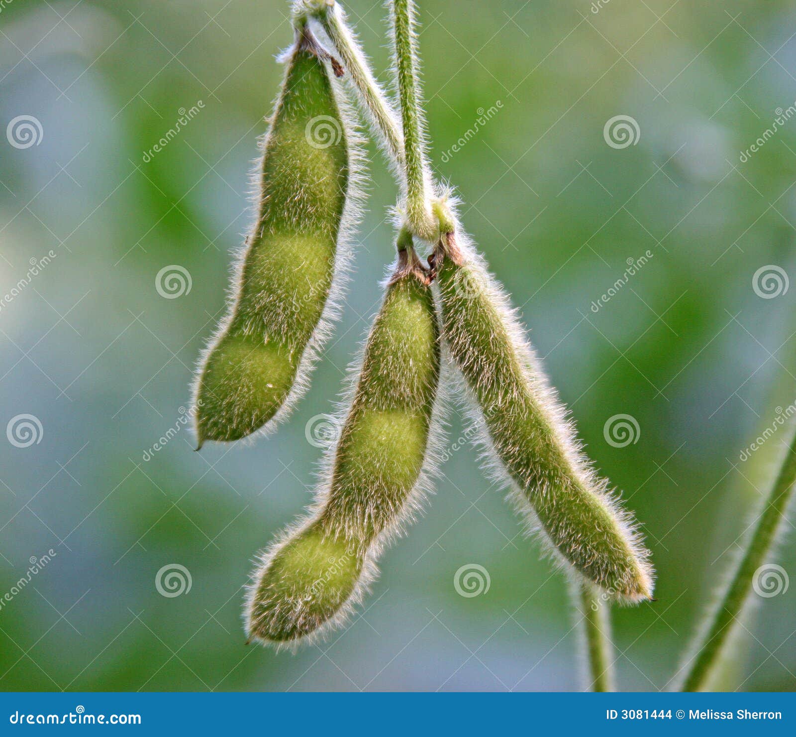 soy bean pods