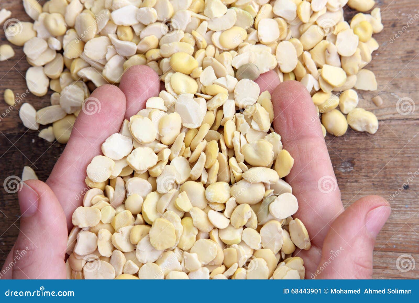 Soy beans stock image. Image of plant, organic, grain 68443901