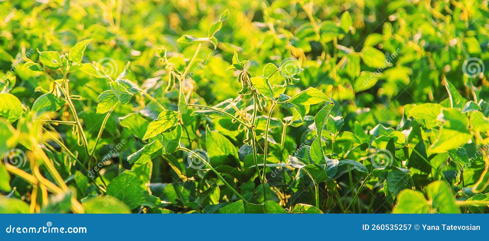Soy Beans Grow in the Field. Selective Focus Stock Image Image of