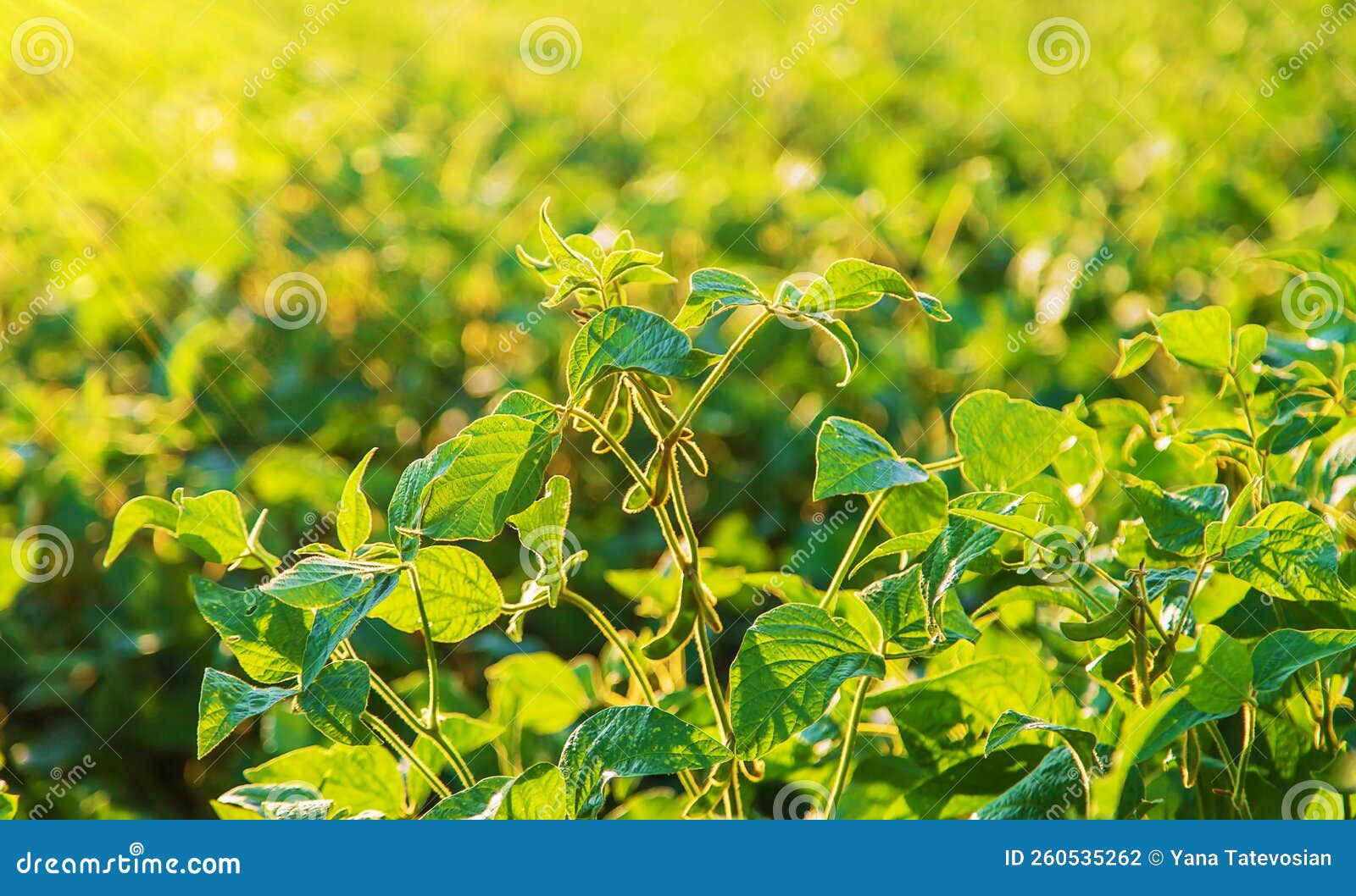 Soy Beans Grow in the Field. Selective Focus Stock Photo Image of