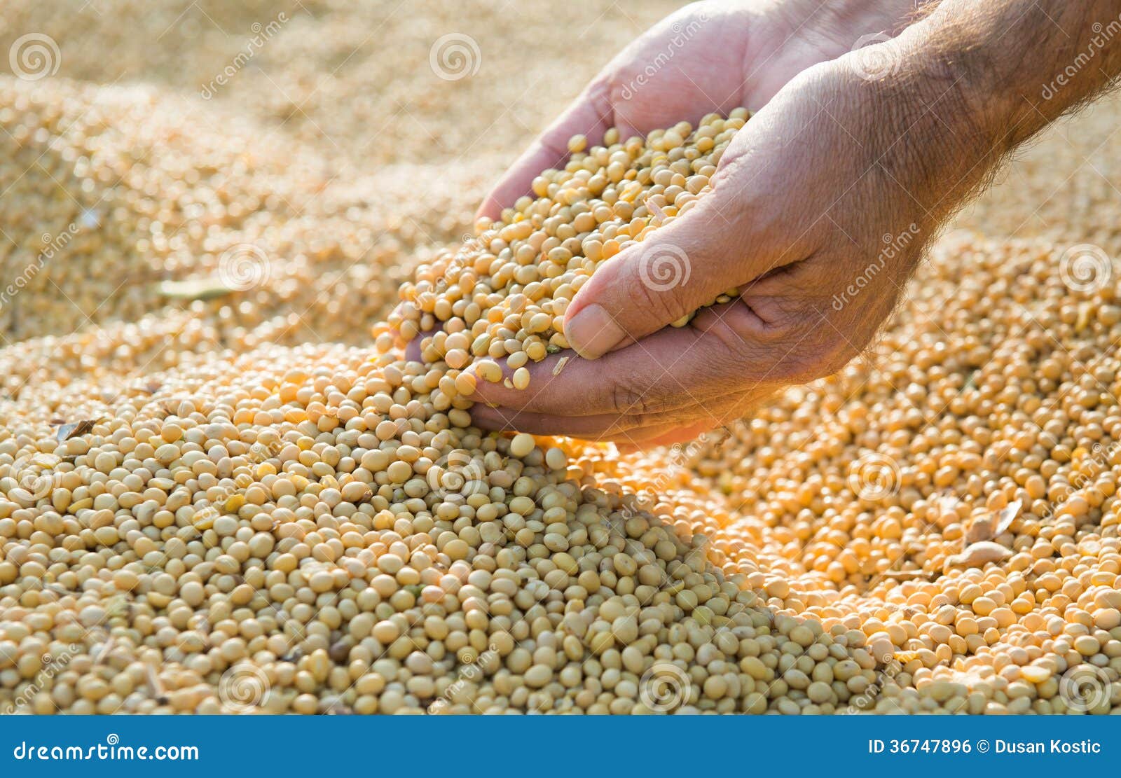 Soy beans after harvest stock photo. Image of full, plant 36747896