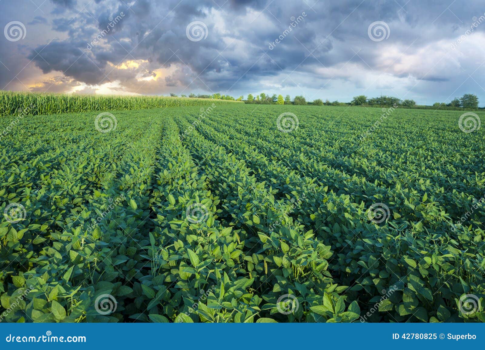 soy field with rows of soya bean plants