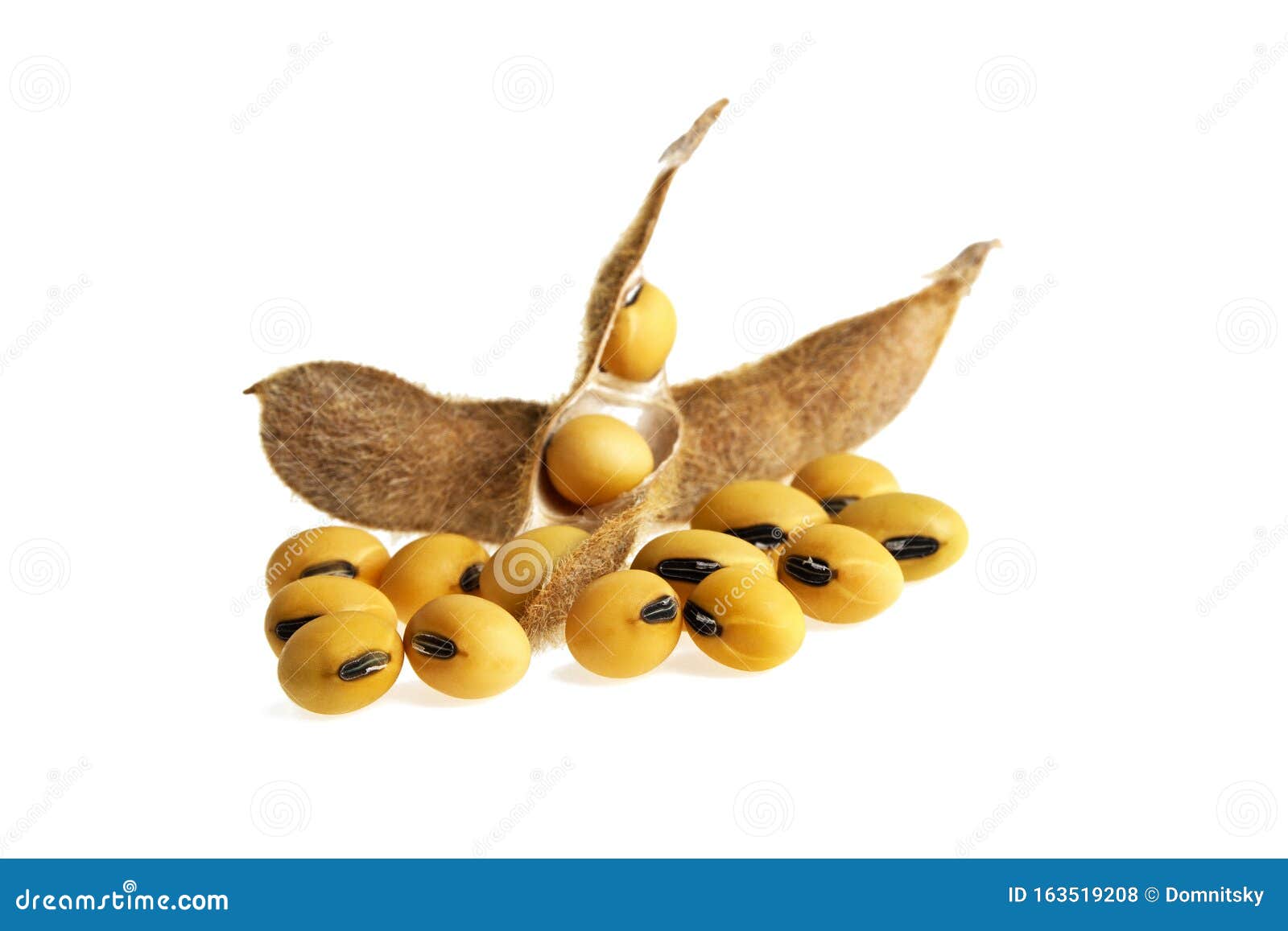 Soy Pods Isolated on White Background Stock Photo - Image of pods ...