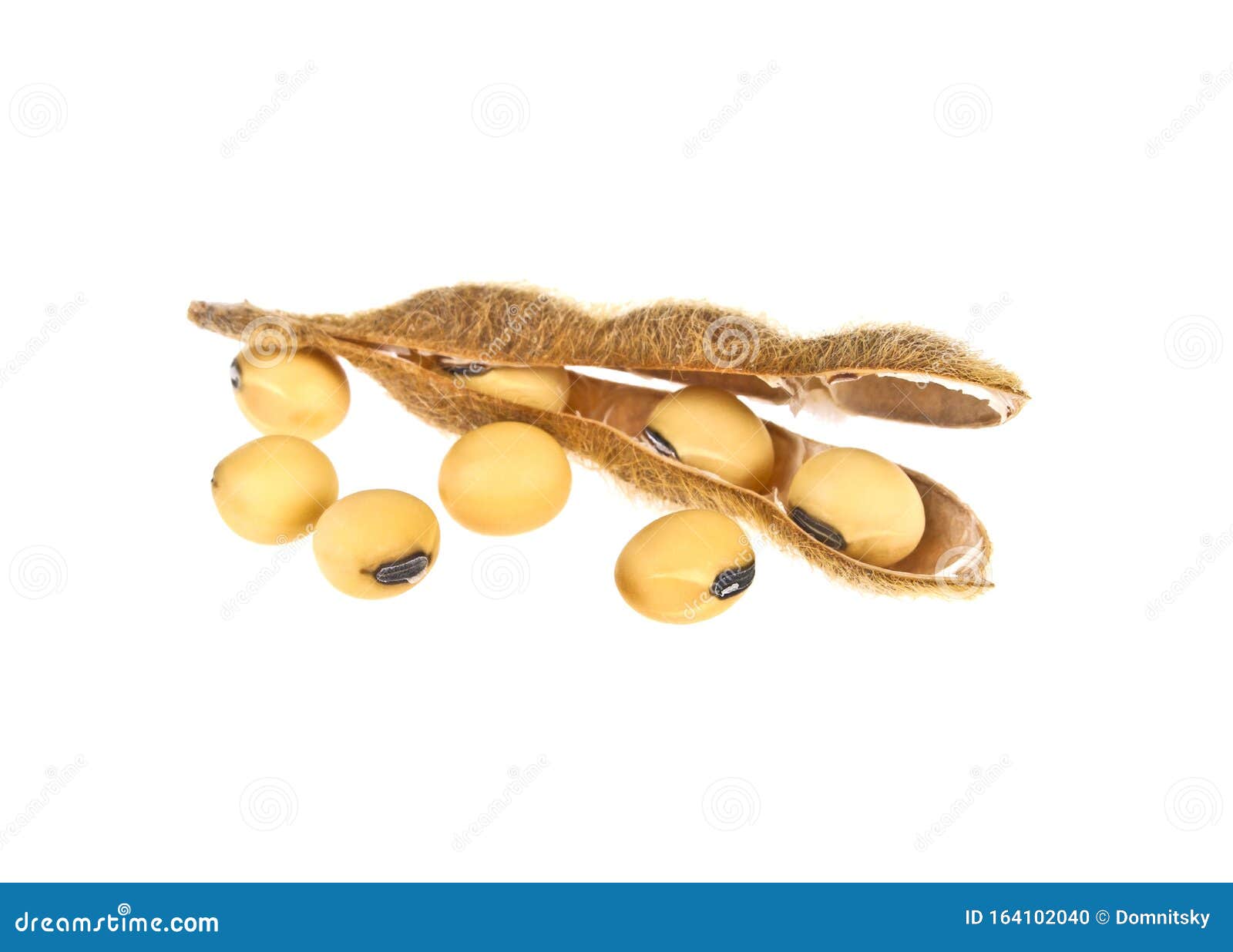 Soy Pods Isolated on White Background Stock Photo - Image of isolated ...