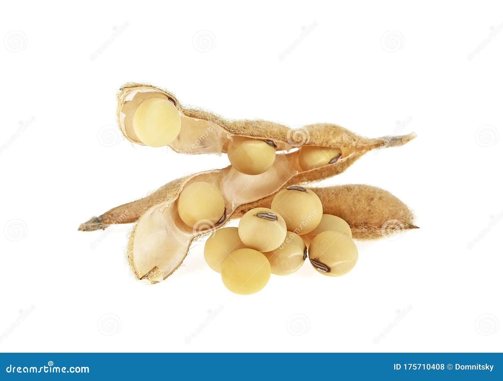 Soy Pods Isolated On White Background Stock Photo - Image of natural ...