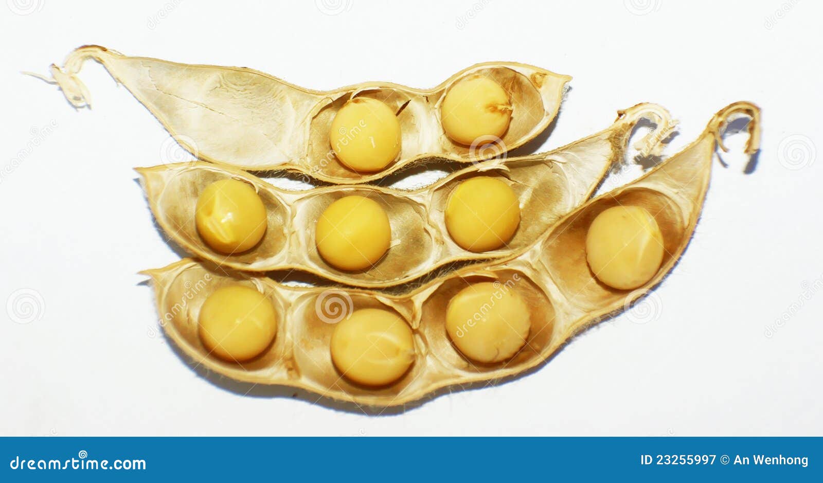Soy pods and soybean stock image. Image of brown, yellow - 23255997