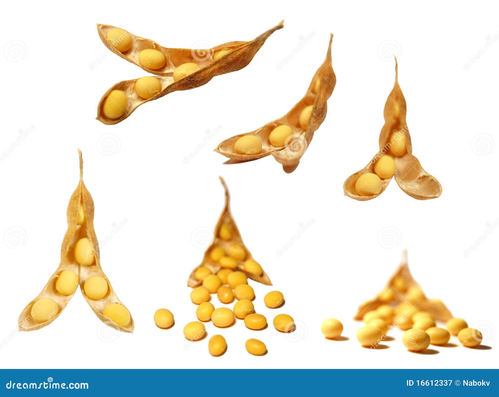 Soya stock image. Image of harvest, agro, beans, grow - 16612337