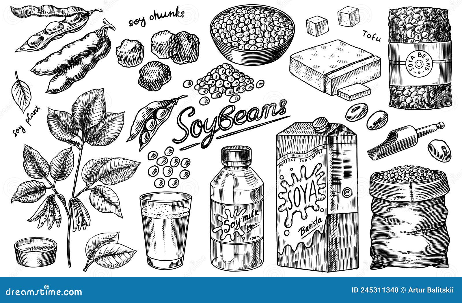 Soybean Soya Drawing Vector Images (over 310)