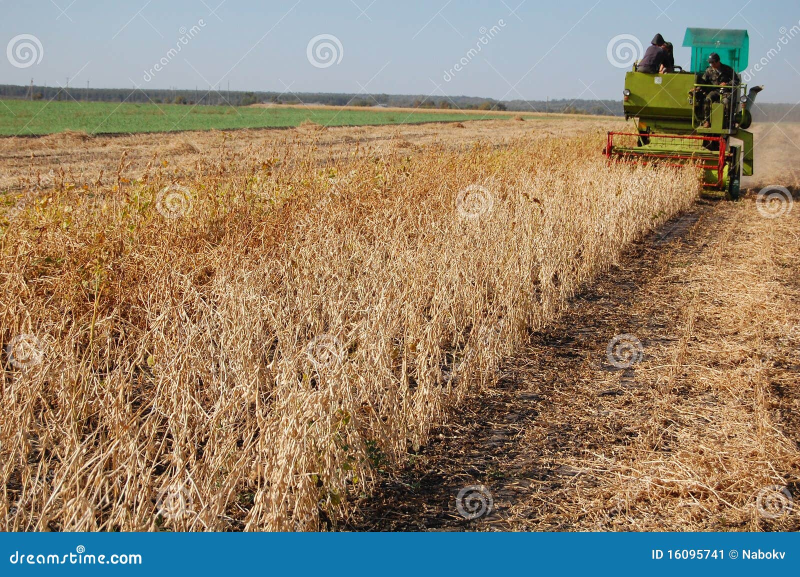 soya harvesting