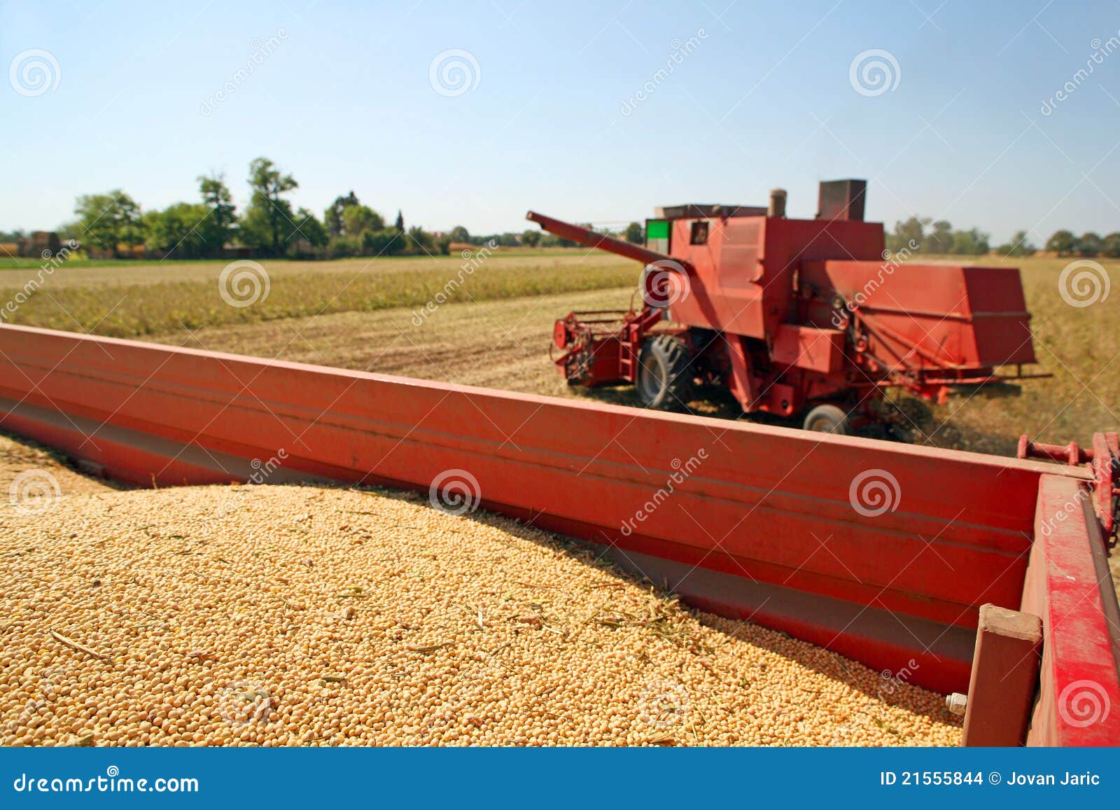 Soya harvesting stock photo. Image of agronomy, nature 21555844