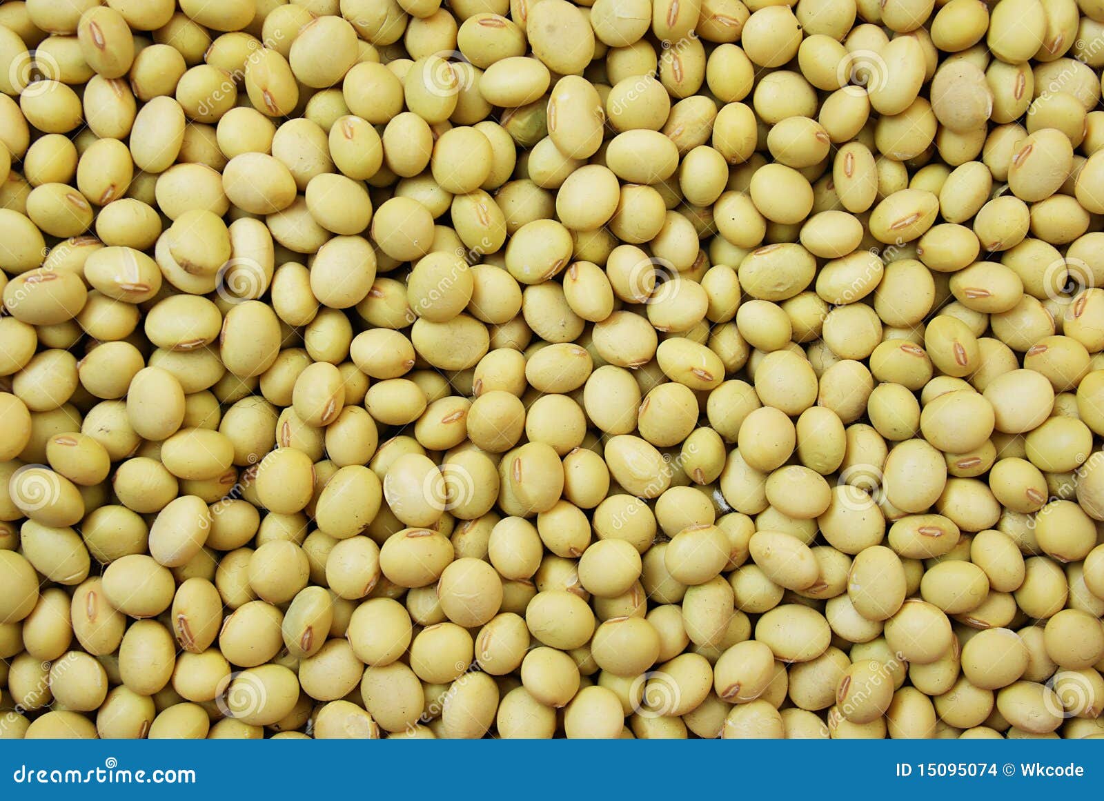 Soybean Editorial Photo 33643807