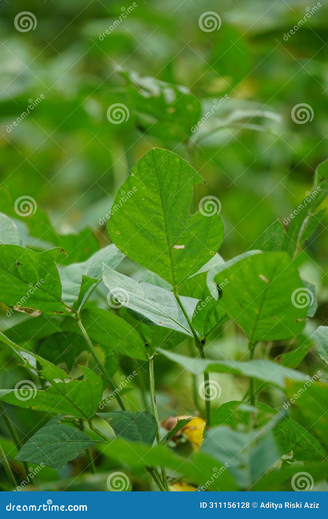 soybean (soya bean, soy bean) leaves on the tree. soybeans is one of the ingredient to make tempe or tofu
