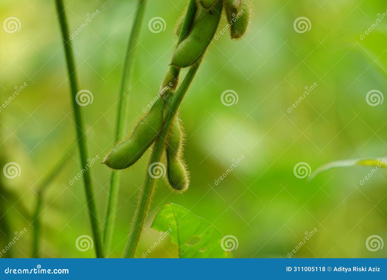 soybean (soya bean, soy bean) on the tree. soybeans is one of the ingredient to make tempe or tofu