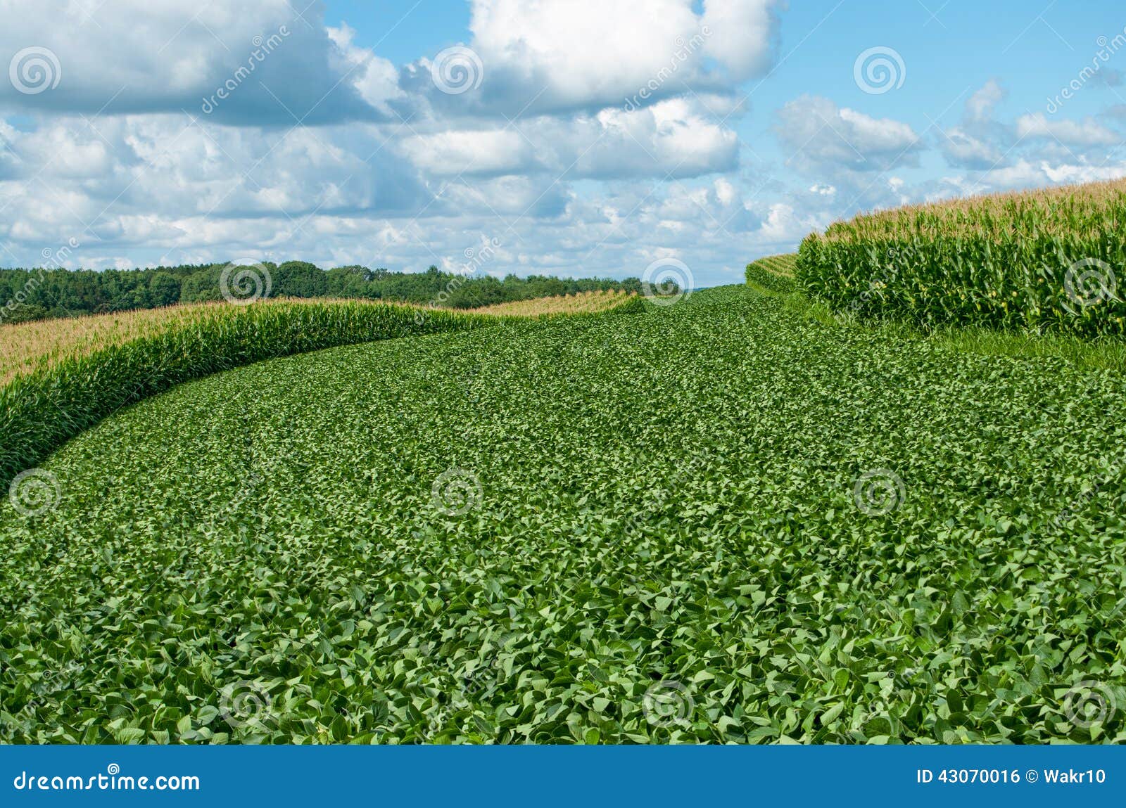 soybean and corn crops