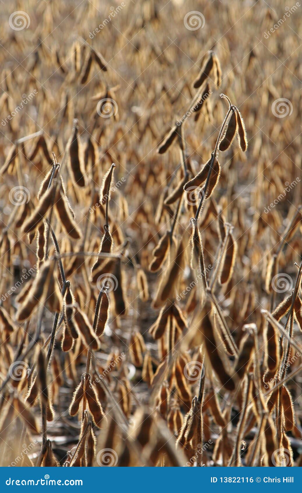 Soybean Crop stock photo. Image of harvest, plant, legume 13822116
