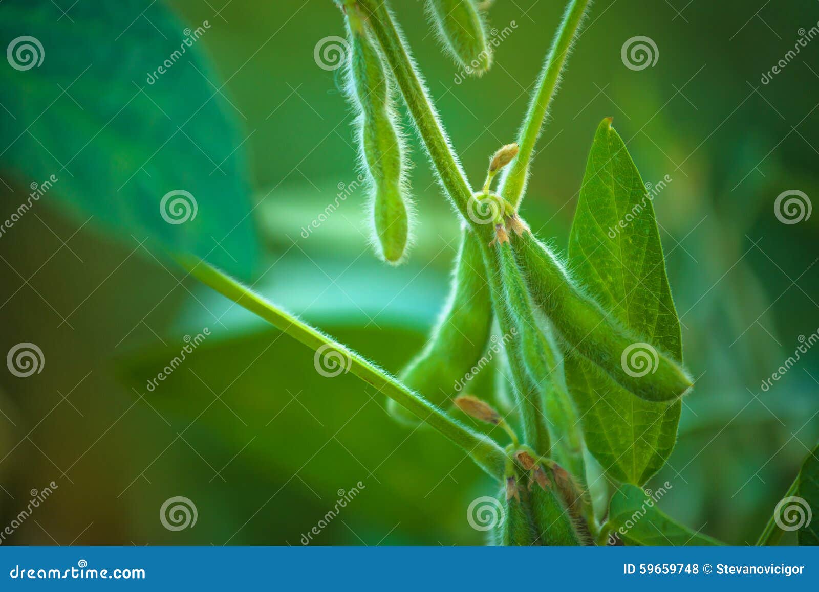 soybean crops in field