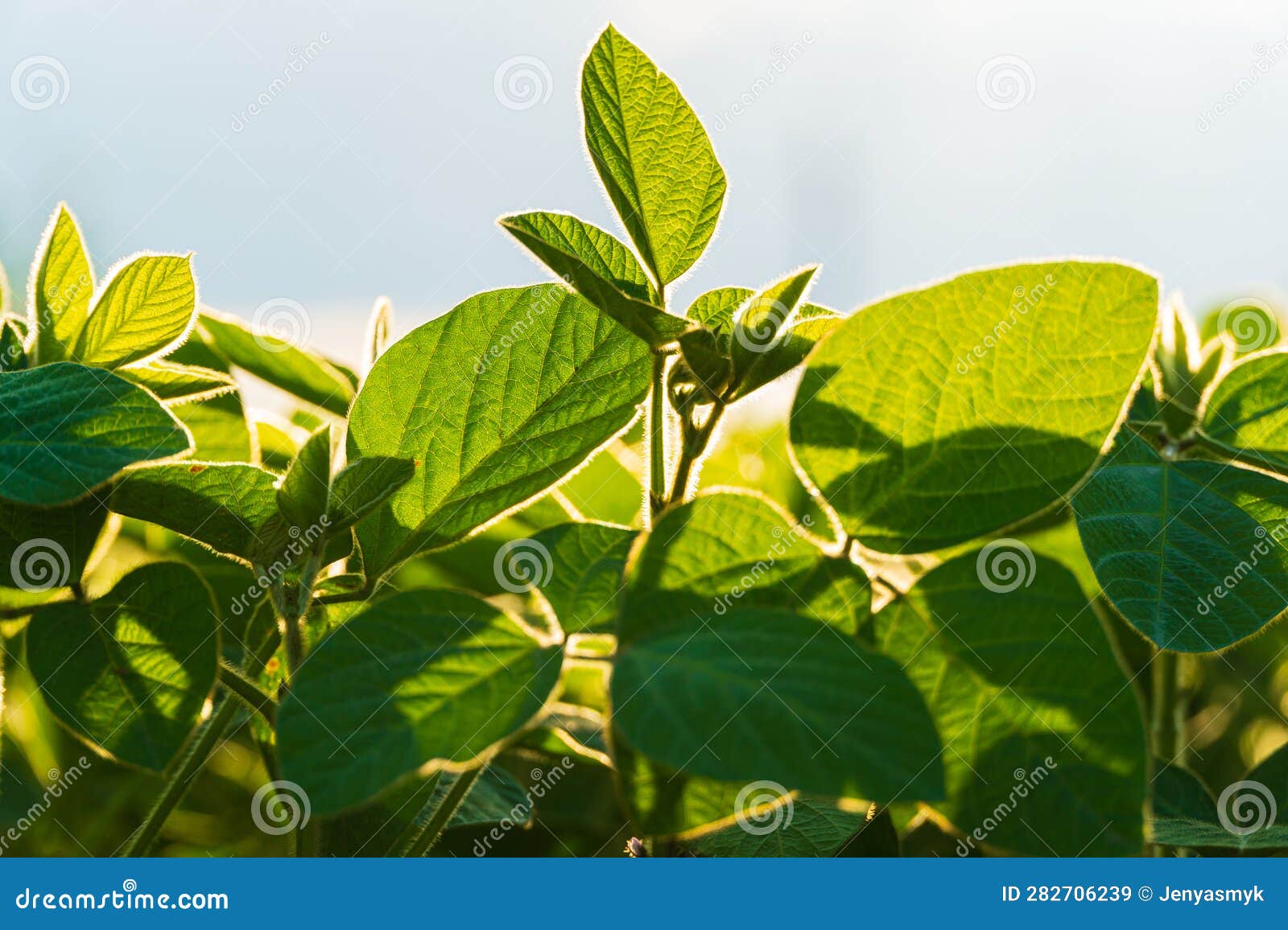 Soybean Crops during the Period of Active Growth. Soy Growing in the