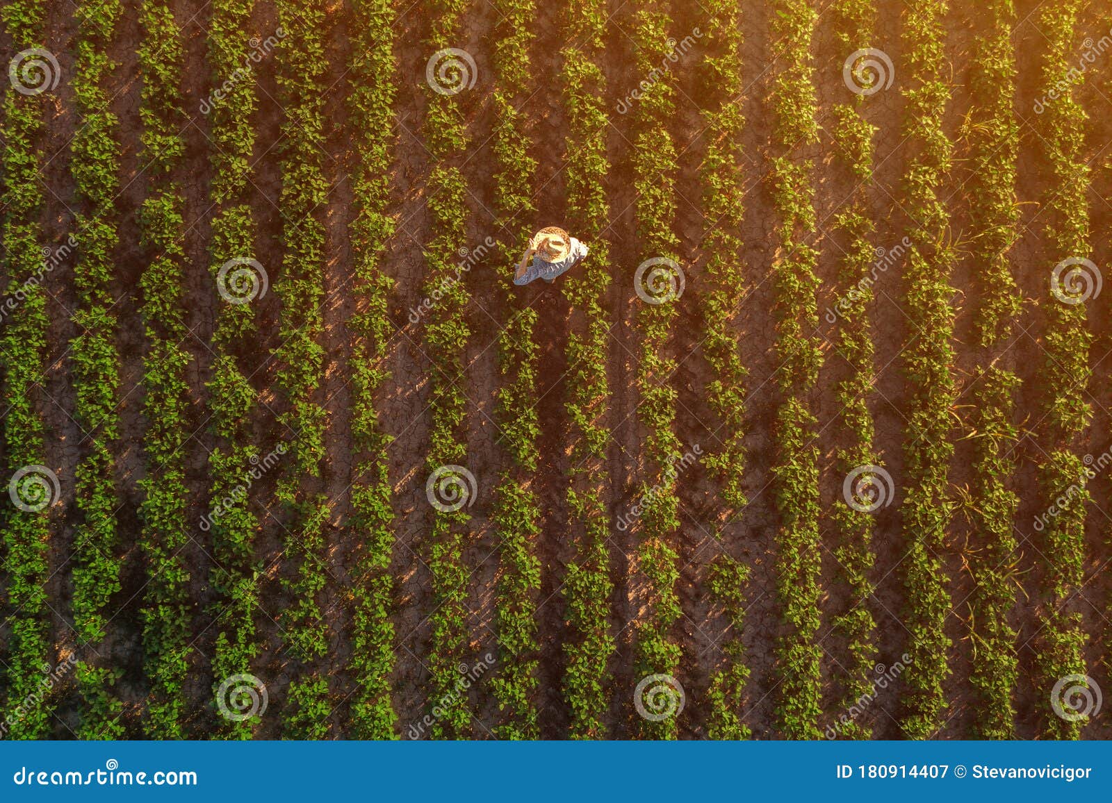 Soybean Farmer in Field, Aerial View Stock Image - Image of cultivated